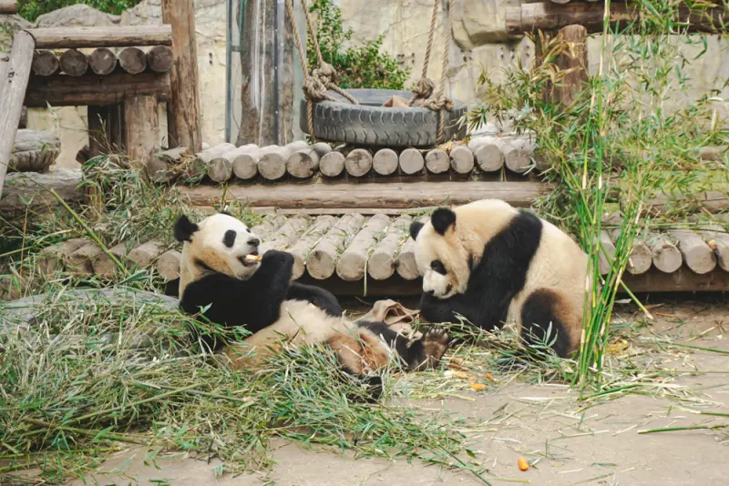 Shanghai Zoo